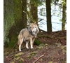 A LA DECOUVERTE DES BISONS et DES LOUPS