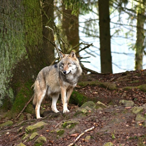 A LA DECOUVERTE DES BISONS et DES LOUPS