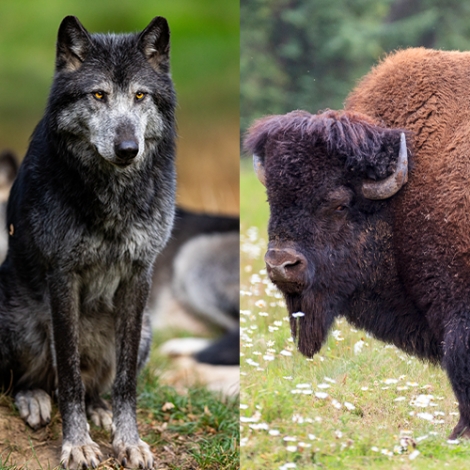 Journée au parc canadien-  Découverte des loups et bisons