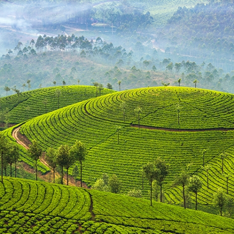Séjour au  Sri Lanka