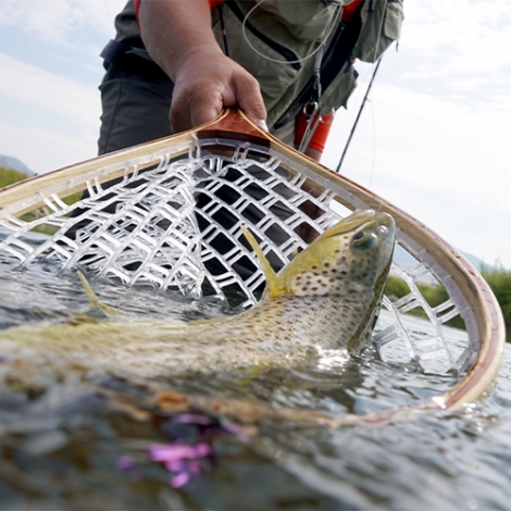 Ouverture de la pêche à la  truite